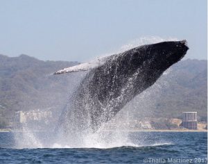 Jersey Shore Whale Watch Tote Bag - Bill McKim Photography -Jersey